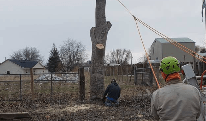D&R Tree Service