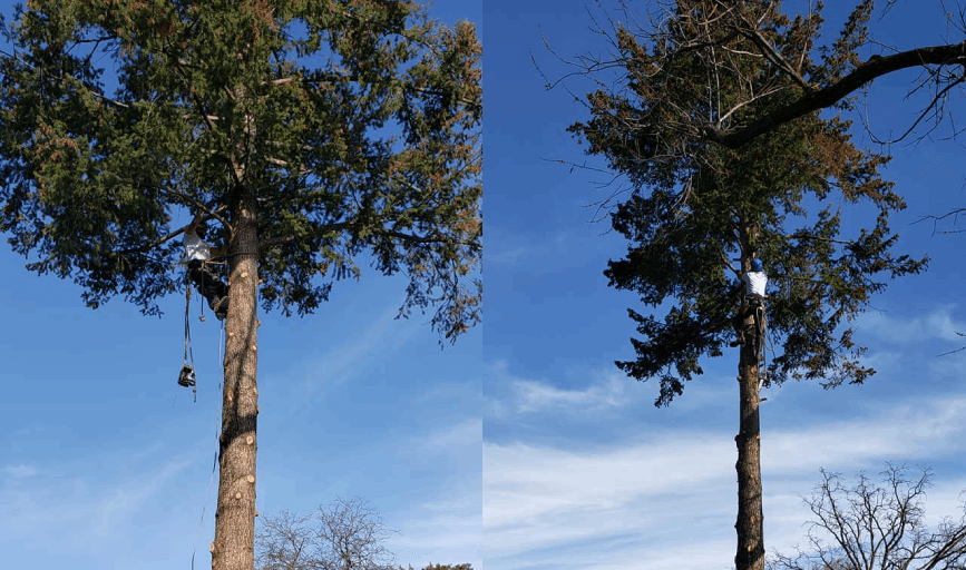 D&R Tree Service